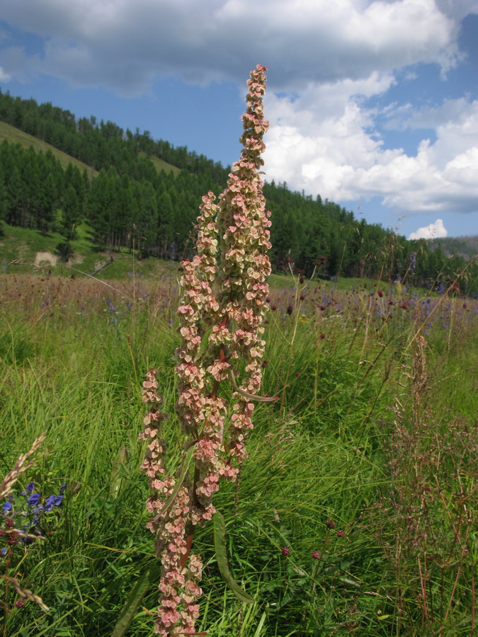 Изображение особи Rumex aquaticus.