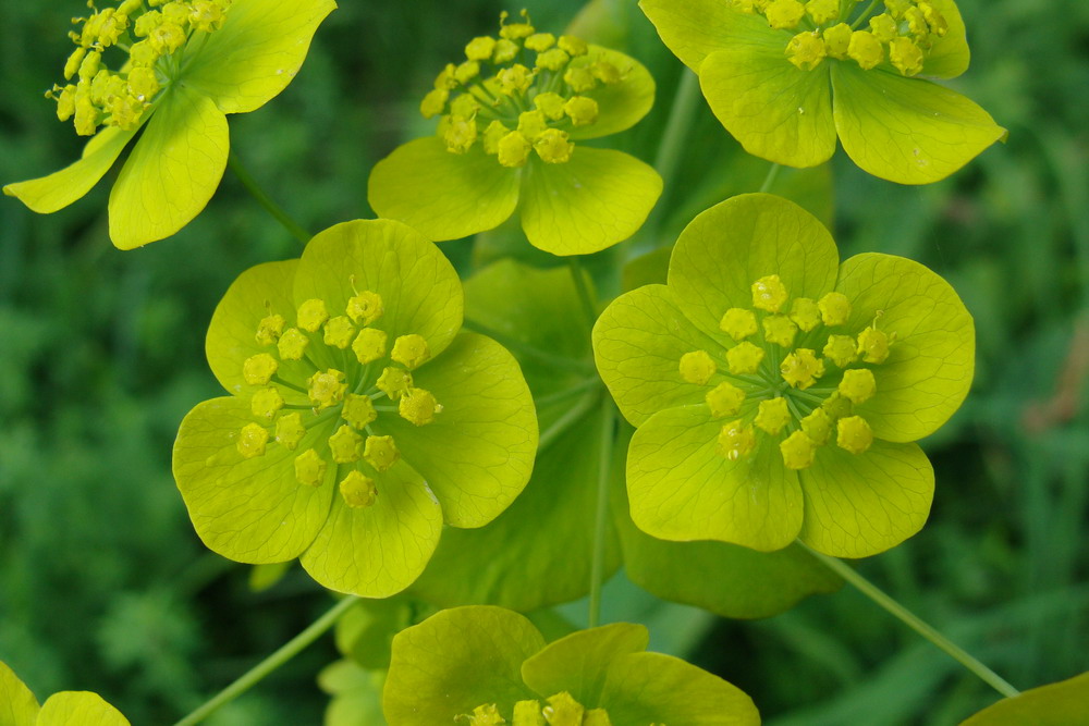 Изображение особи Bupleurum longifolium ssp. aureum.