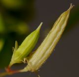 Oxalis stricta