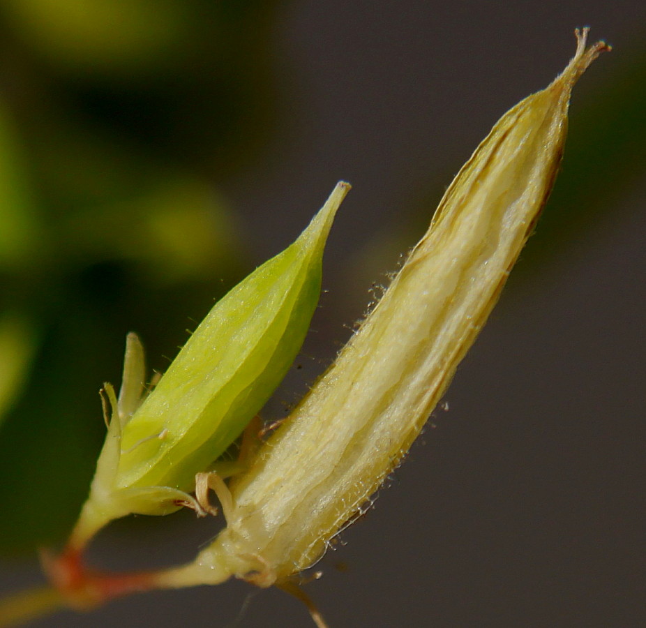 Image of Oxalis stricta specimen.