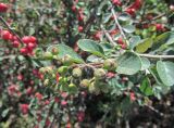 Cotoneaster oliganthus