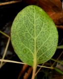 Pyrola rotundifolia