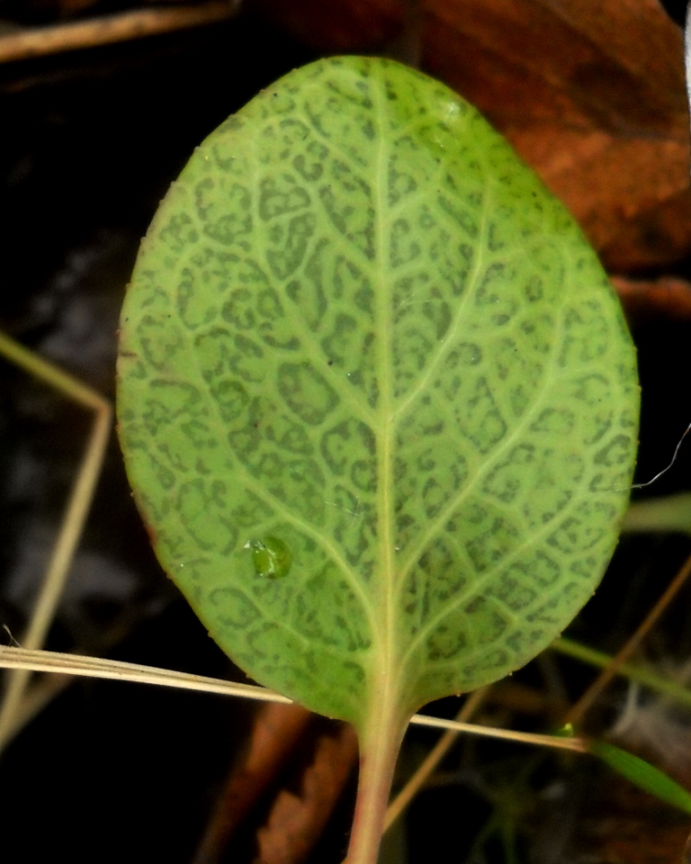 Image of Pyrola rotundifolia specimen.