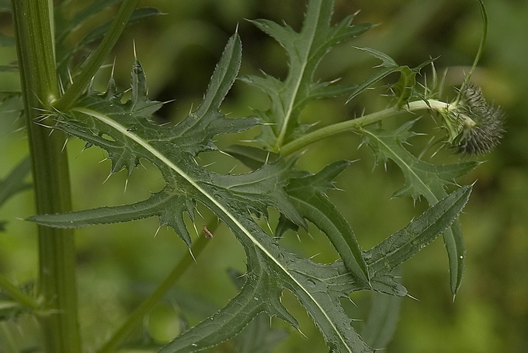 Изображение особи Cirsium pendulum.