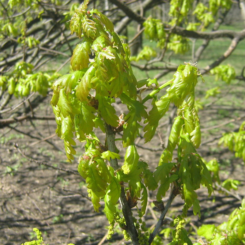 Изображение особи Quercus robur.