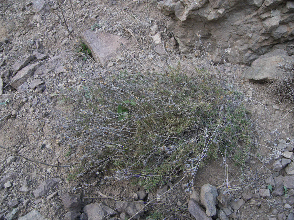 Image of Silene tenella specimen.