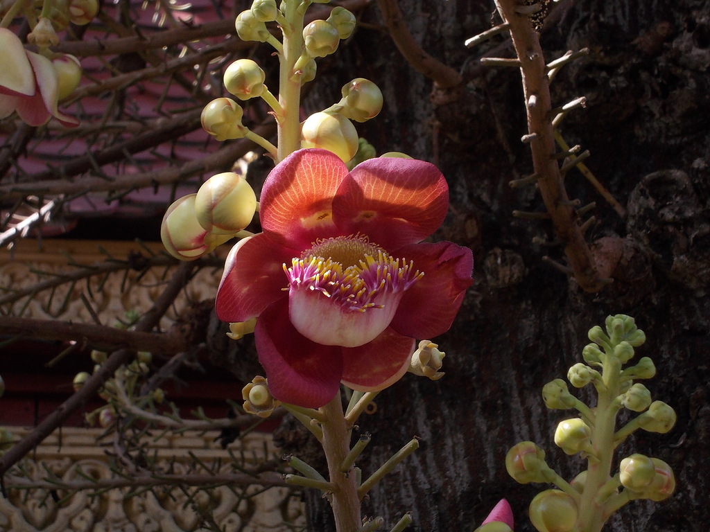 Image of Couroupita guianensis specimen.