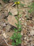 Sisymbrium brassiciforme
