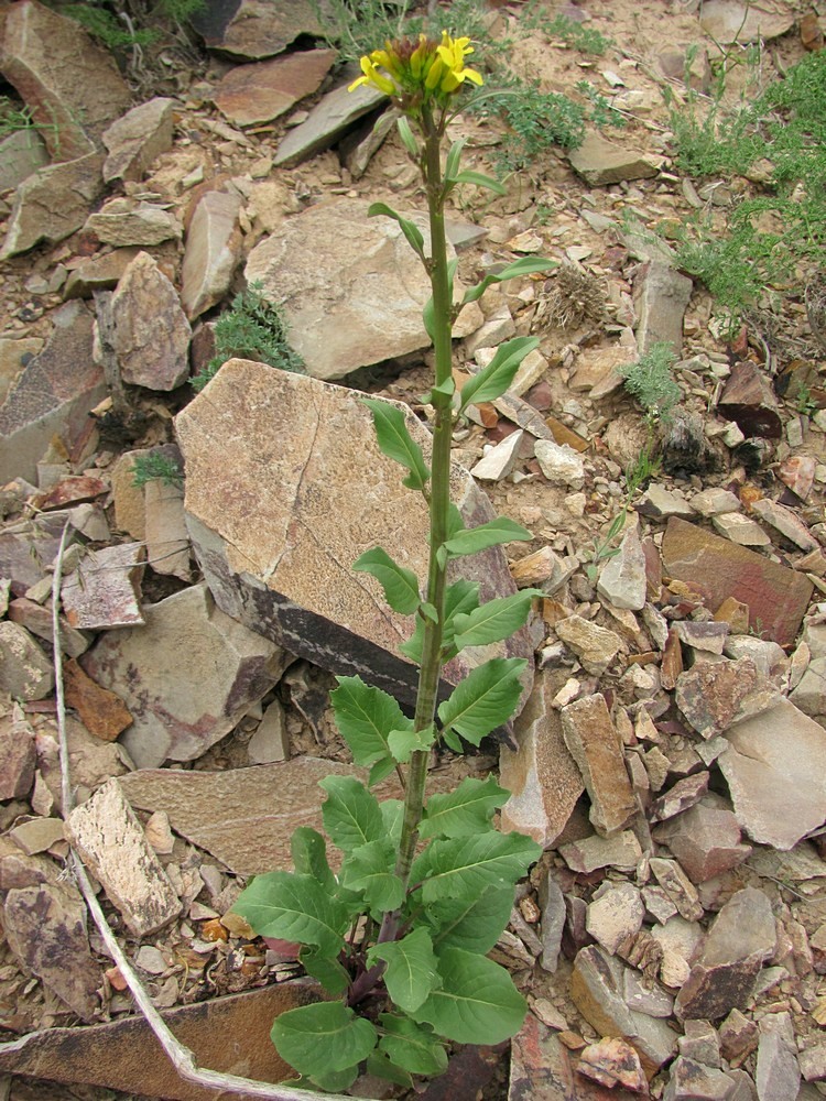 Image of Sisymbrium brassiciforme specimen.