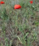 Papaver rhoeas. Цветущие растения. Крым, Джанкойский р-н, степные склоны пересыхающего озера западнее пос. Мелководное. 22.05.2012.