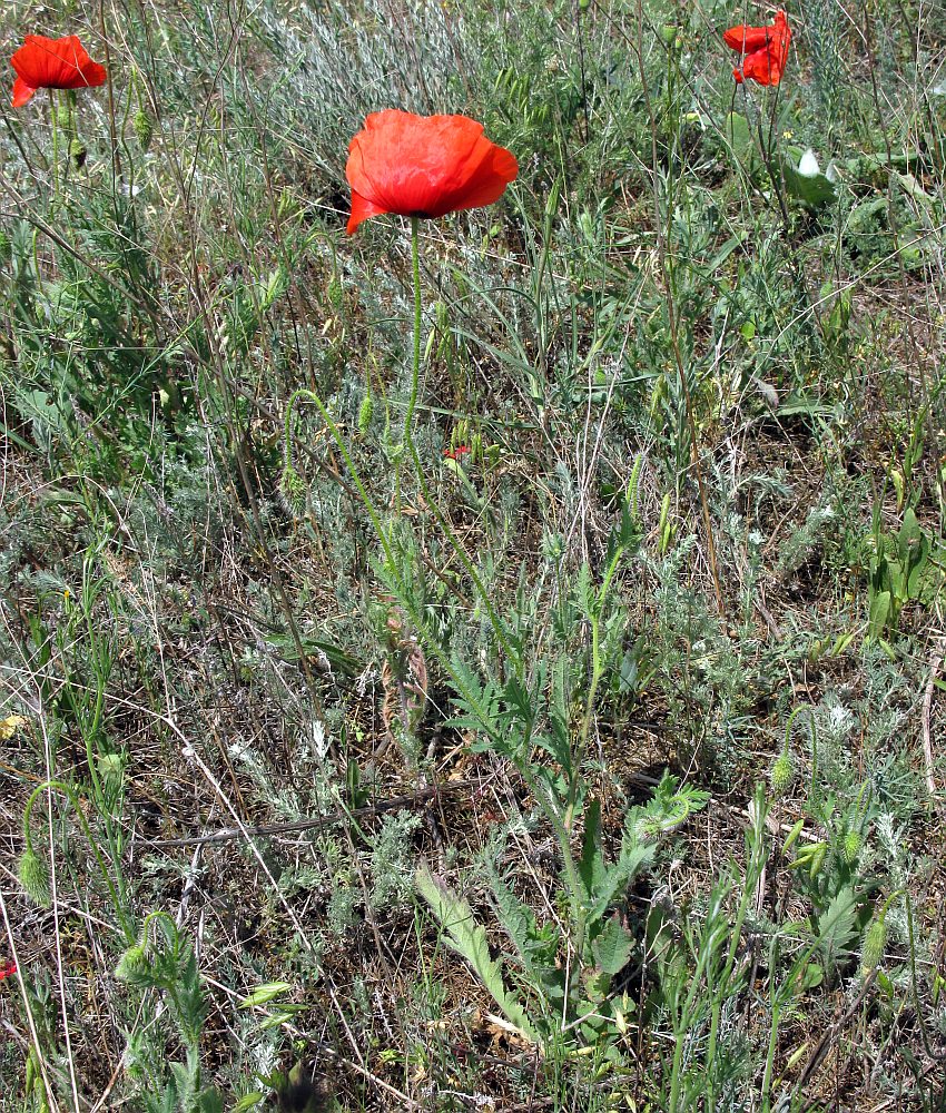 Изображение особи Papaver rhoeas.