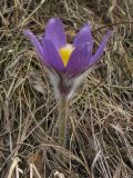 Pulsatilla patens. Цветущее растение. Украина, Львовская обл., остепнённый луговой склон. 4 апреля 2012 г.