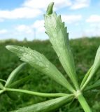 Ranunculus cassubicus