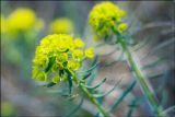 Euphorbia cyparissias