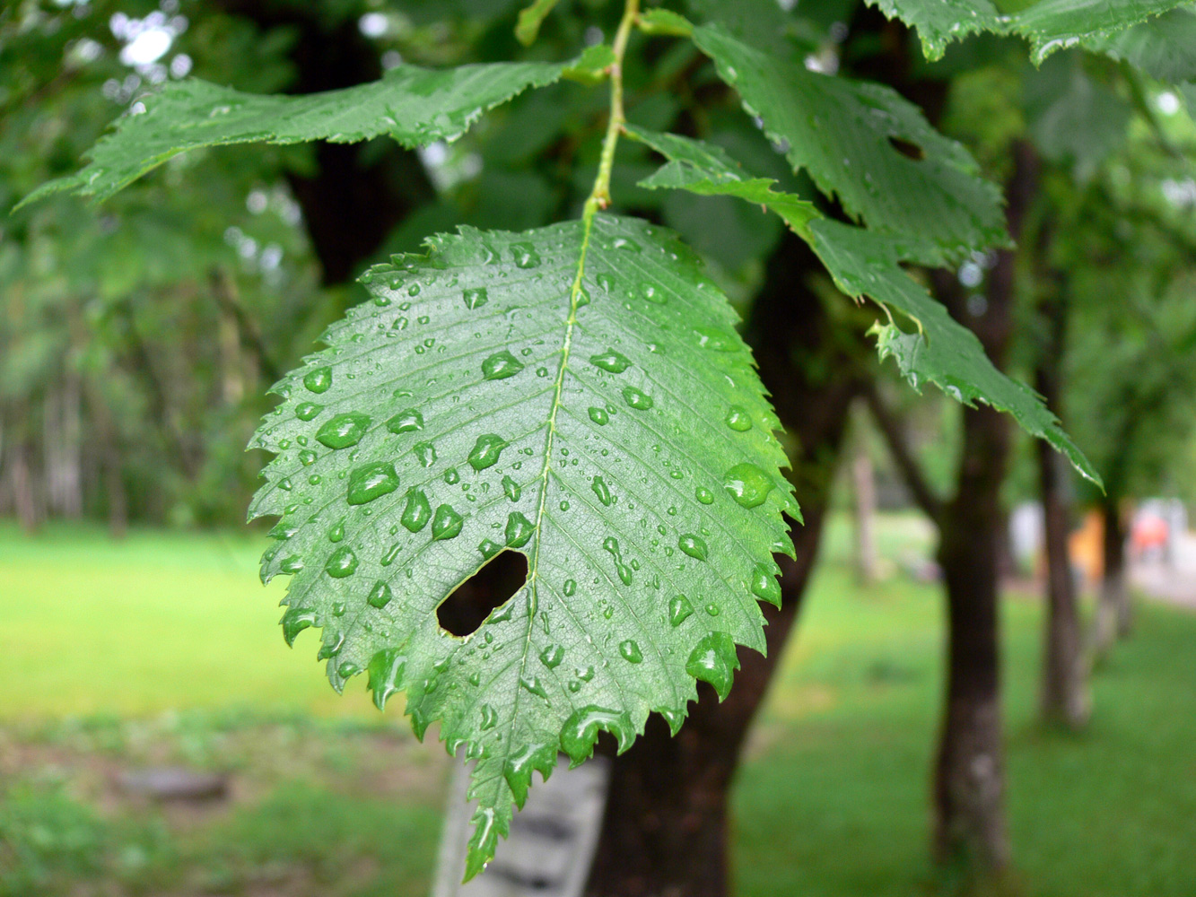 Изображение особи Ulmus laevis.