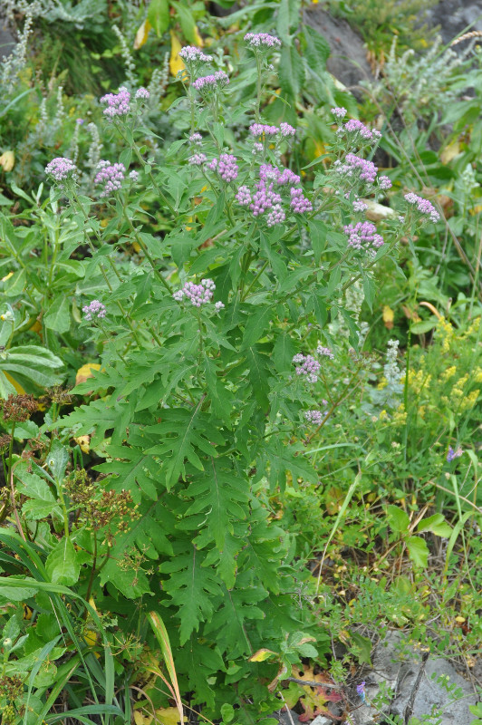 Изображение особи Saussurea pulchella.