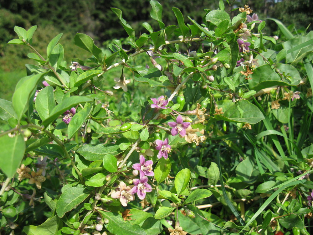 Изображение особи Lycium barbarum.