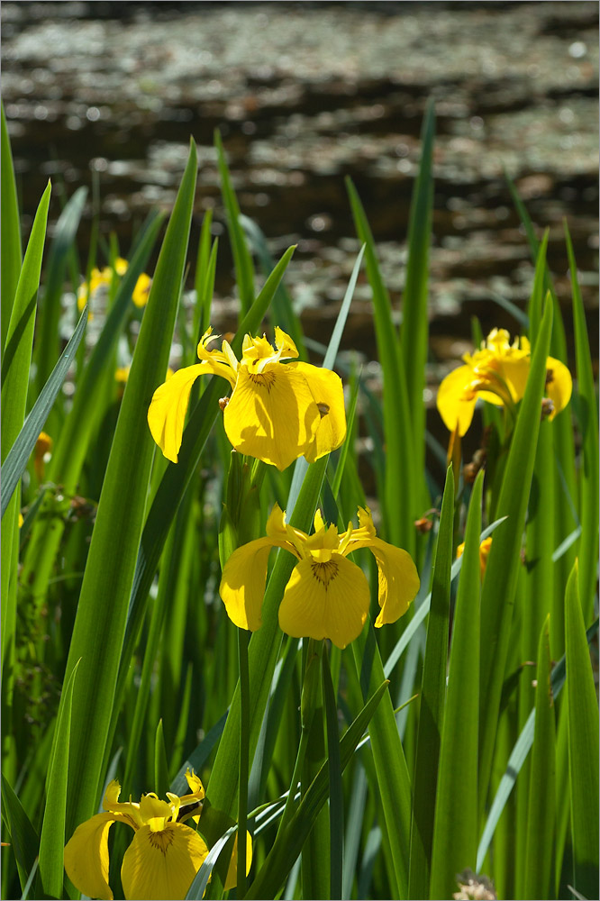 Изображение особи Iris pseudacorus.