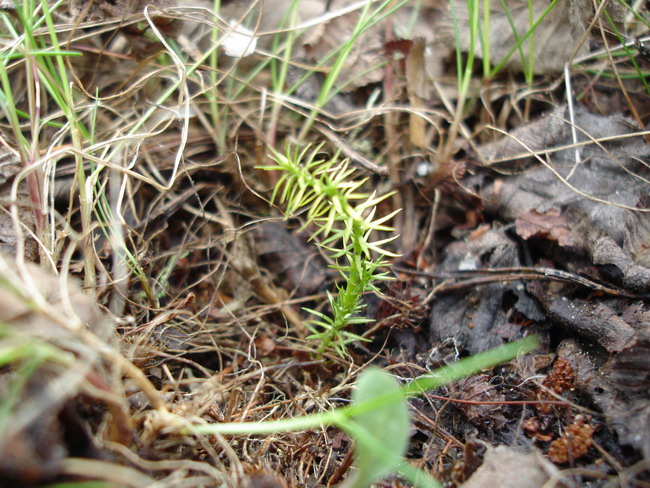 Image of Lycopodium annotinum specimen.