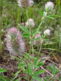 Trifolium arvense. Верхушка цветущего растения. Ленинградская обл., Лужский р-н, окр. дер. Сяберо. 11.07.2009.