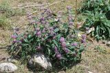 Phlomis regelii