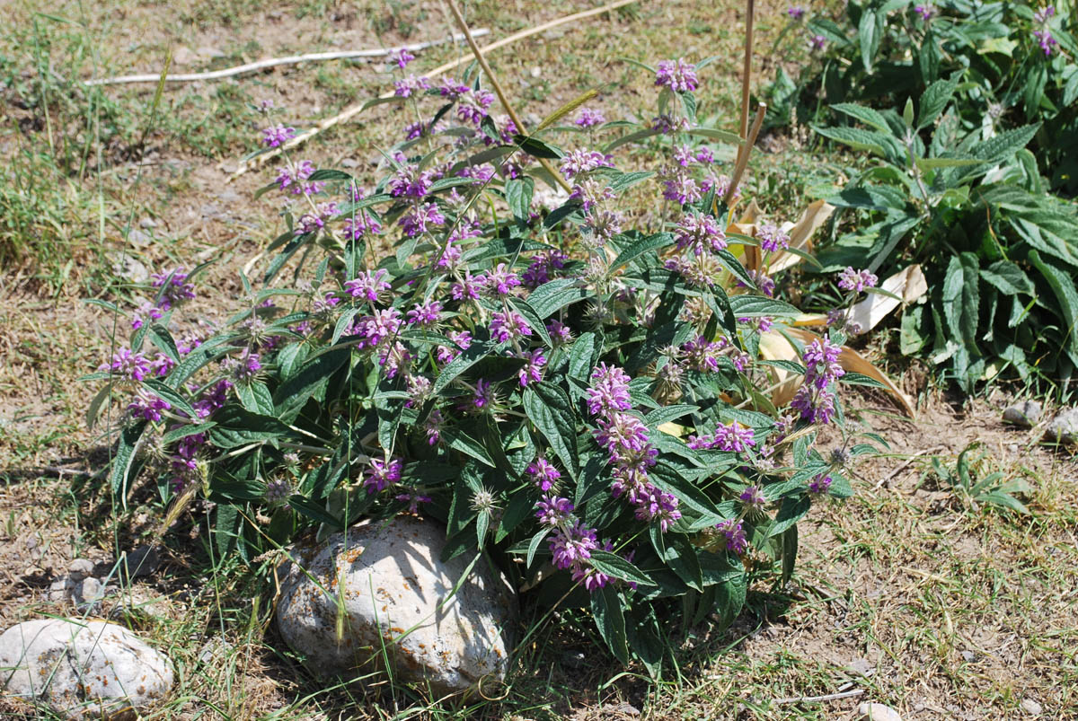 Image of Phlomis regelii specimen.
