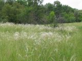 Stipa pennata