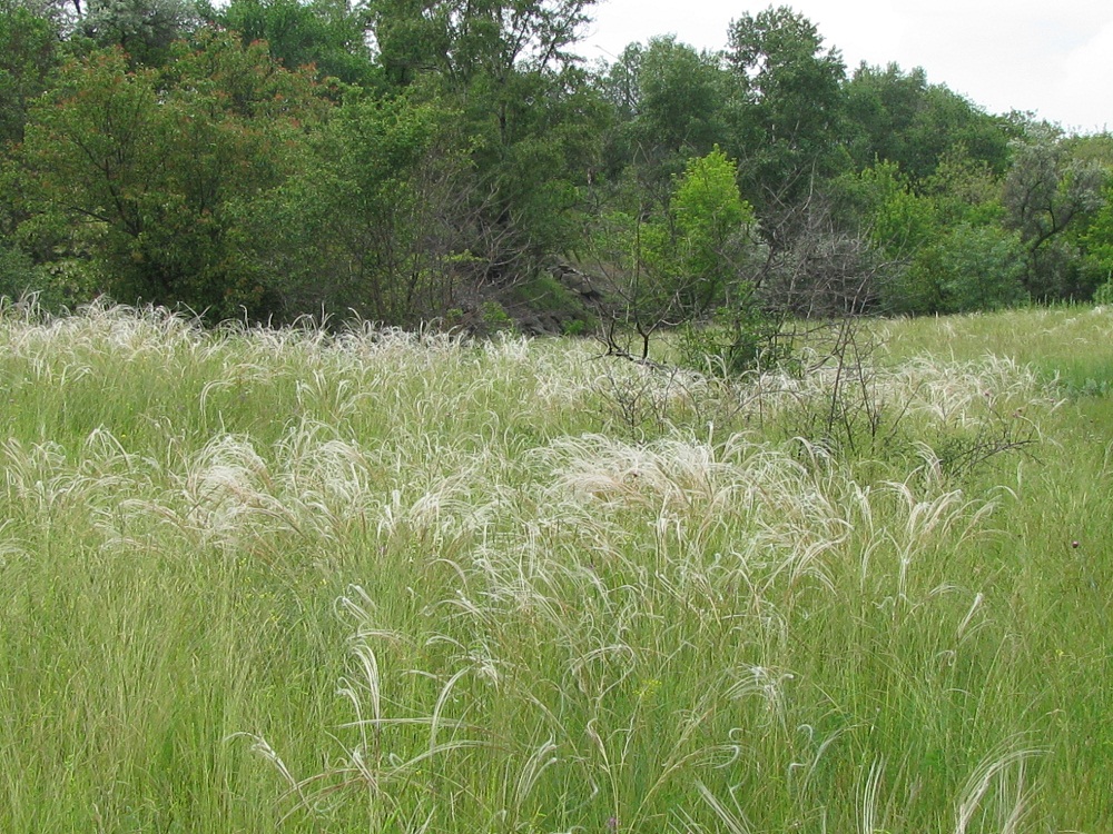 Image of Stipa pennata specimen.