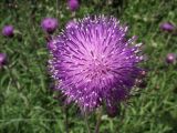 Cirsium heterophyllum