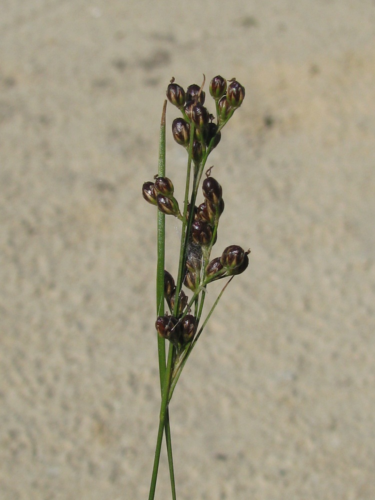 Изображение особи Juncus compressus.