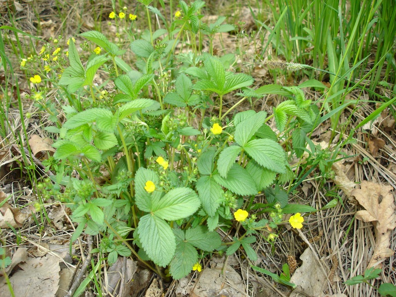 Image of Potentilla freyniana specimen.