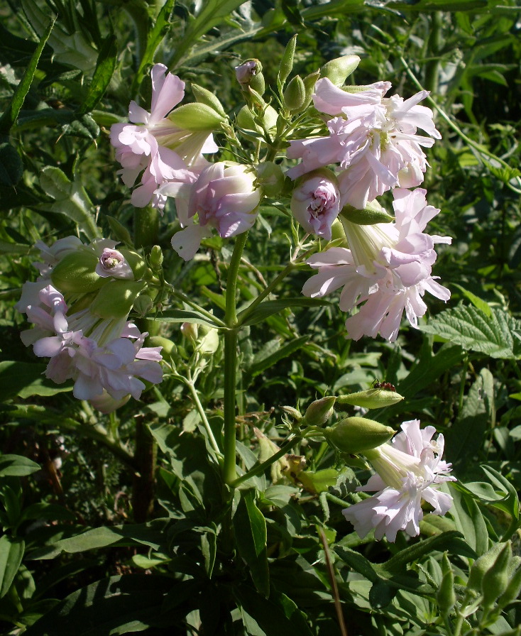 Image of Saponaria officinalis f. pleniflora specimen.