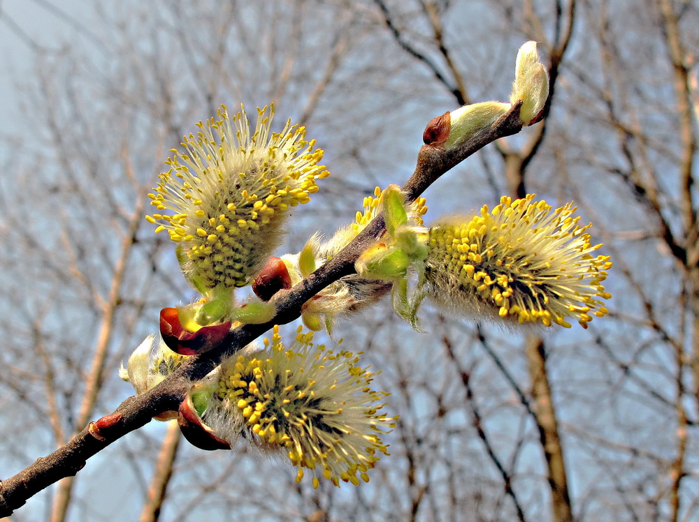 Image of Salix caprea specimen.