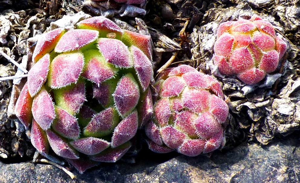 Image of Sempervivum transcaucasicum specimen.