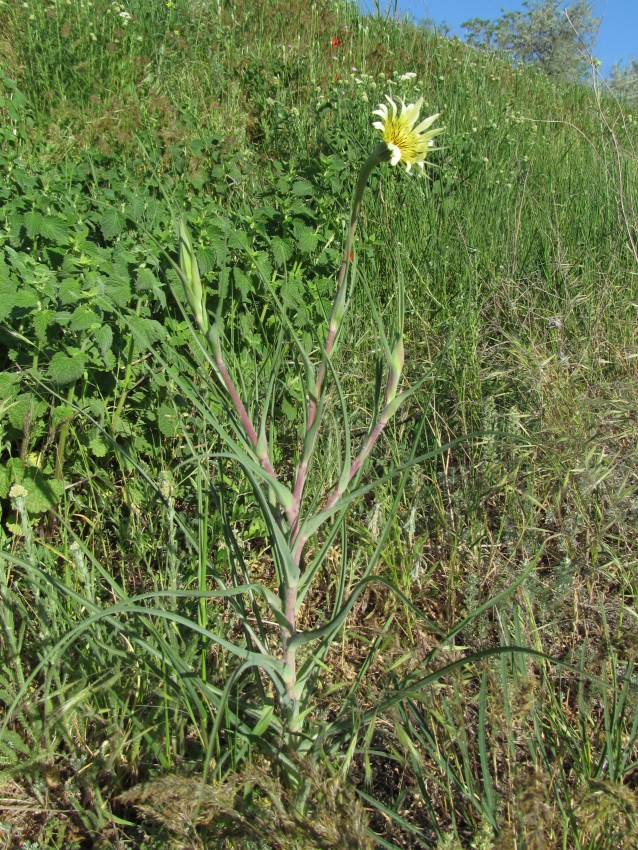 Изображение особи Tragopogon dubius ssp. desertorum.