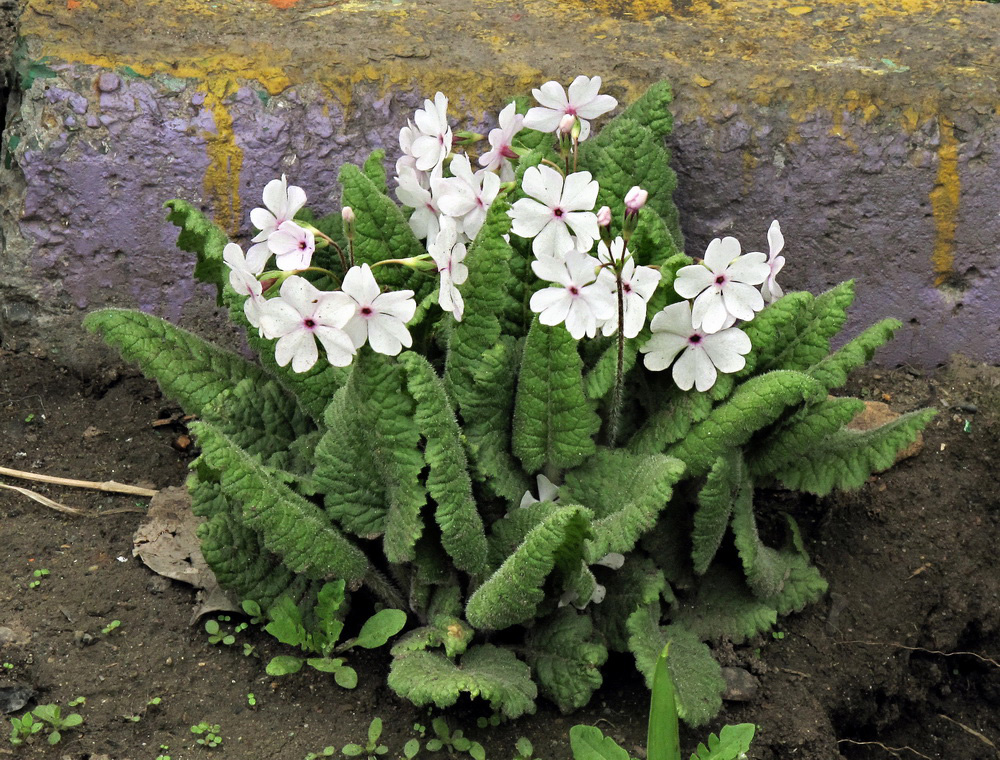 Image of Primula patens specimen.