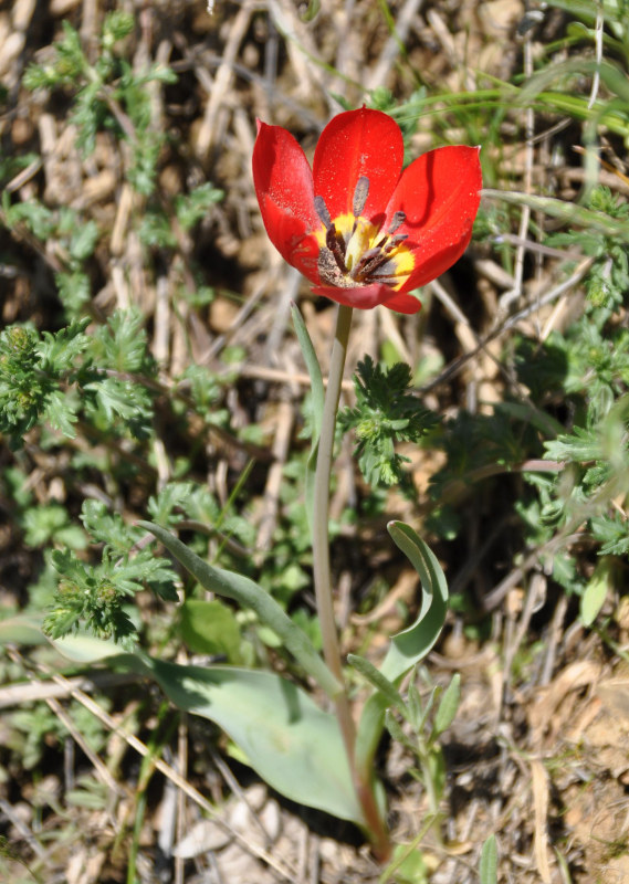 Изображение особи Tulipa julia.