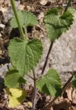 Scutellaria albida