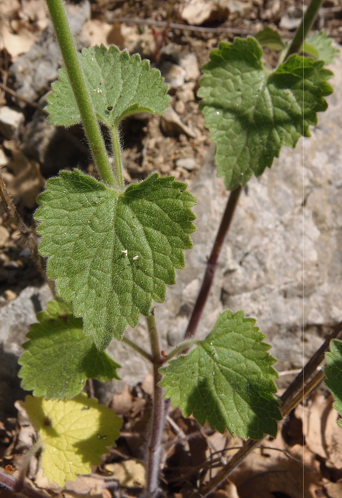 Изображение особи Scutellaria albida.