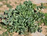Cerinthe minor. Расцветающее растение. Армения, Вайоц Дзор, окр. монастыря Спитакавор, каменистый сухой склон. 02.05.2013.