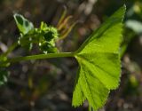 Alchemilla glabricaulis. Основание прикорневого листа. Мурманская обл., Североморский р-н, окр. пос. Росляково. 07.06.2013.