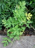 Papaver cambricum