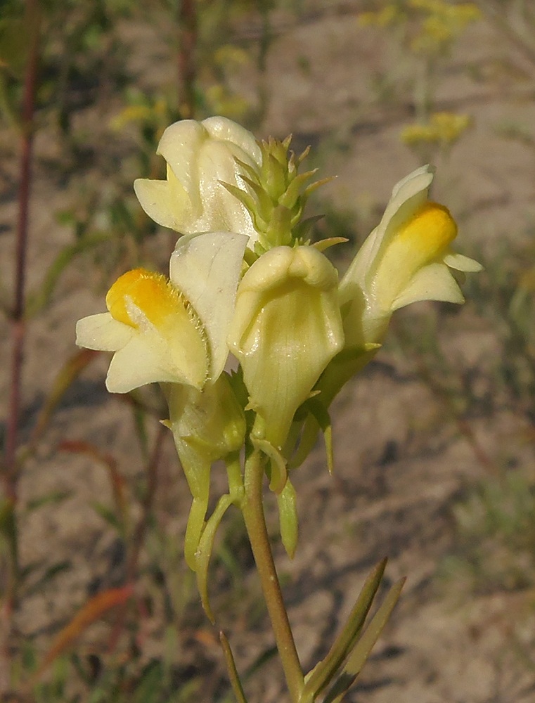 Image of Linaria biebersteinii specimen.