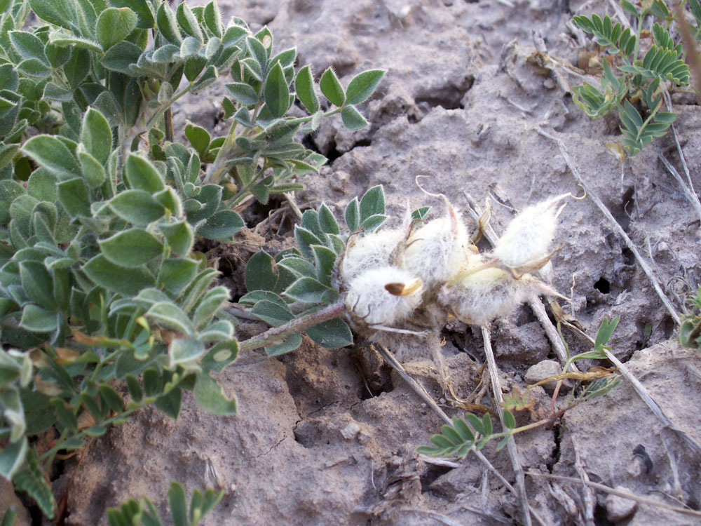 Image of Astragalus nikitinae specimen.