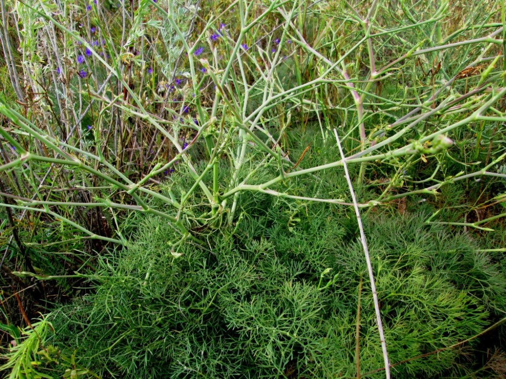 Image of Seseli arenarium specimen.