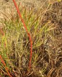 Peucedanum ruthenicum