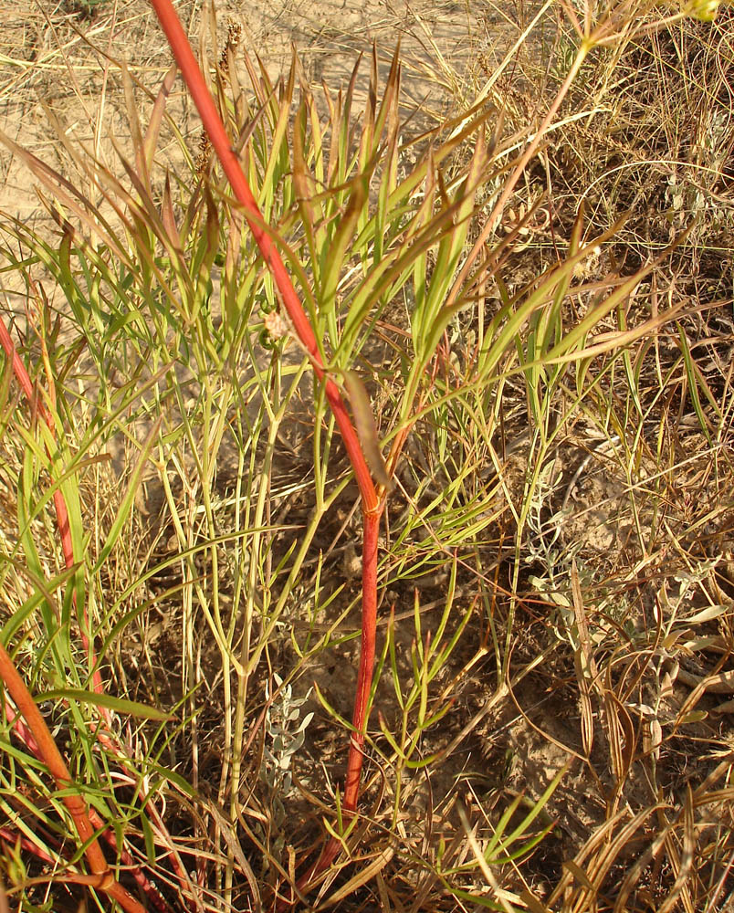 Изображение особи Peucedanum ruthenicum.