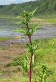 Bidens radiata. Верхушка зацветающего растения. Архангельская обл., Холмогорский р-н, окр. пос. Усть-Пинега, берег р. Сев. Двина. 28.08.2013.