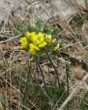 Draba cuspidata