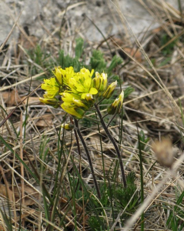 Image of Draba cuspidata specimen.